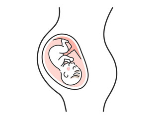 お腹の中にいる赤ちゃんのイラスト
