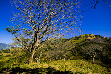 Fototapeta premium tree