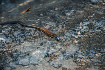 Salamandra