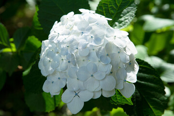 紫陽花
