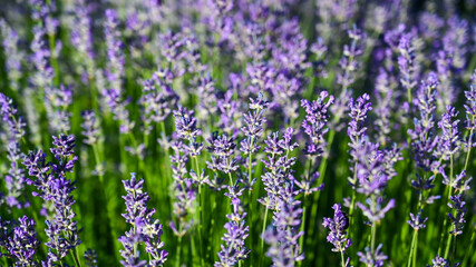 Blooming Lavender plant in garden, close up. Purple flower heads of lavandula growing in the field in nature. Lavender Blossom in spring. 