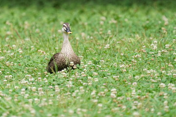 spot billed duck in the forest