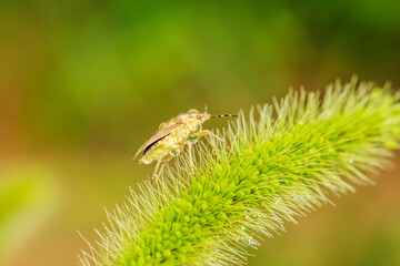  Dolycoris baccarum Linnaeus,  sloe bug