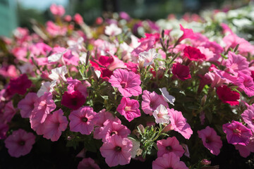 Beautiful Petunia on a sunny day in Ontario Canada