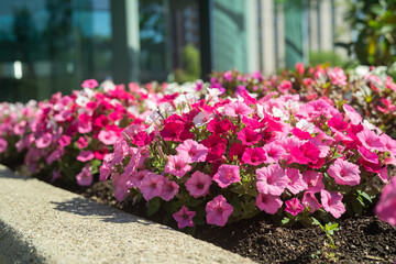 Beautiful Petunia on a sunny day in Ontario Canada