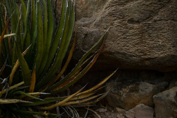 Peguis Canyon, from Chihuahua desert , 2 hours from the city