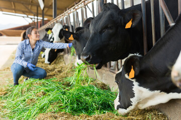 Female farmer feeds cows with fresh grass in cowshed of dairy farm
