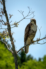 Red-tailed Hawk in a branch.