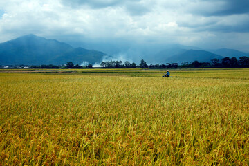 An old farmer is patrolling, a large rice field full of vitality, full of clouds and mountains, looking at the golden yellow rice that is about to be harvested with joy