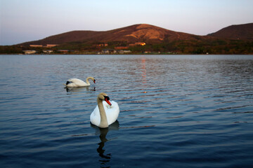 Two elegant white swans roaming freely on the lake, the background is set against the golden sun rays of the just sunrise