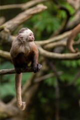 white-faced capuchin