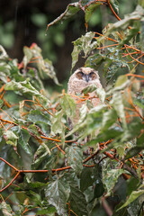 owl chick in the rain