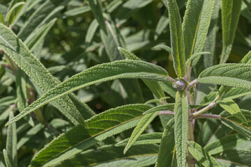 Mexican bush sage plant seen close up with sunlight outdoors Salvia leucantha