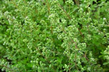 허브식물 마조람