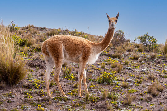 A single vicuna from the Chimborazo Reserve in Ecuador.