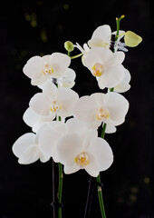 Fototapeta na wymiar White Orchids with Yellow Center Isolated on a Black Backdrop