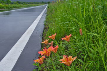 道端に咲いたオレンジ色のユリの花。