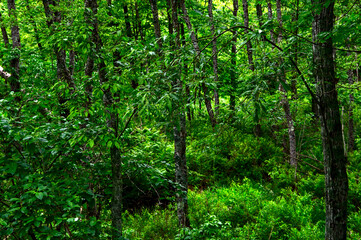 Naklejka na ściany i meble 生き生きとした緑の夏の森。