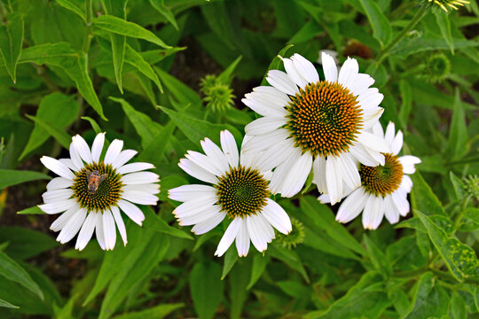 에키네시아 화이트스완