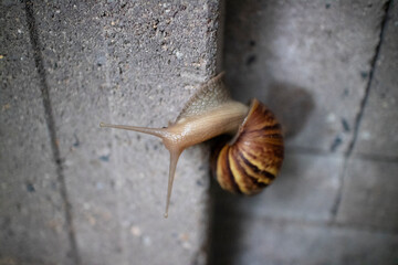 snail on a wall slow life