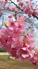 pink cherry blossom in spring