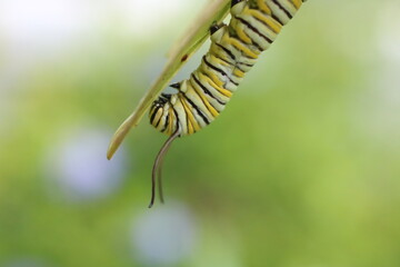Mature Monarch caterpillar on milkweed leaf close up antenna with blurred background