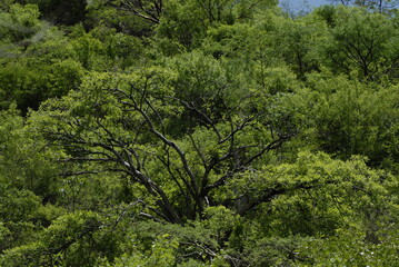 Flora del Sur de Guerrero, México