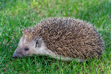 The European hedgehog (Erinaceus europaeus), also known as the West European hedgehog or common hedgehog on the green grass in the garden.