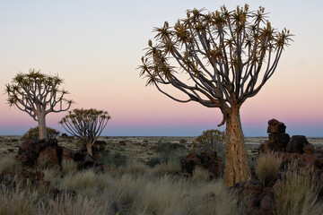 Quiver trees at dawn, Namibia