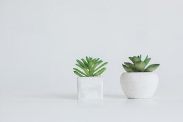 Two succulent plants in white pot isolated on white background with copy space