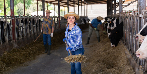 Fototapeta na wymiar Portrait of hardworking farmers labored in a cowshed, raking hay in one pile