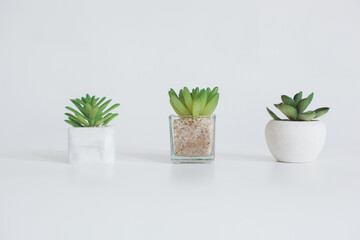 Three succulent with different pots isolated on white background