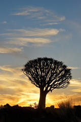 Quiver tree at sunset, Namibia