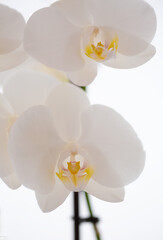White Orchids Close Up with Yellow Center Isolated onto a White Backdrop