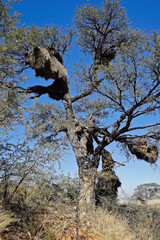 Sociable weavers' nests in tree, Namibia