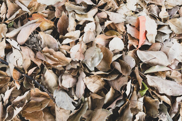 Leaves on the Ground - Dry Leaves with Color Accent Leaves as Backdrop