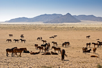 Fototapeta na wymiar Garub Namib feral horses near Aus, Namibia