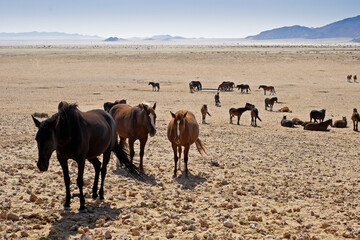 Garub Namib feral horses near Aus, Namibia