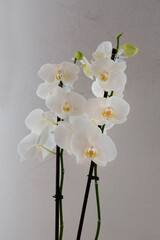White Orchids with Yellow Center Isolated Against a Silver Backdrop