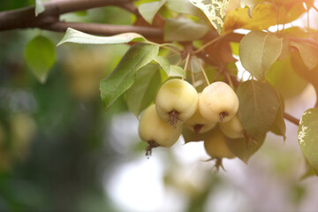 Begonia fruit with branches