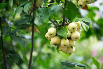 Begonia fruits on branches in early autumn