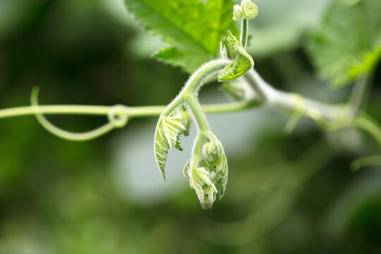 The Tender Sprouts Of Pumpkin Seedlings