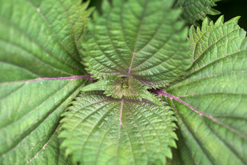 Close-up shot of growing sesame bud tip