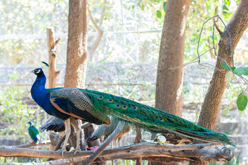 Naklejka premium Male Indian Peacock (Pavo cristatus) standing in the tree.