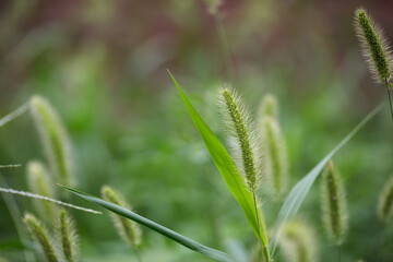Dog's tail grass