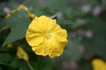 Loofah flower close-up