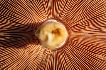 Parte inferior de un hongo silvestre