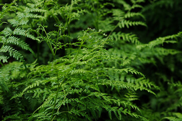 Fototapeta na wymiar close up of green fern