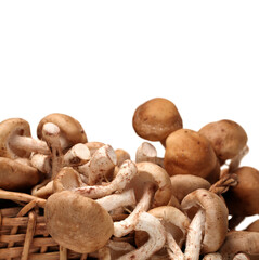 Shiitake mushroom on the White background 