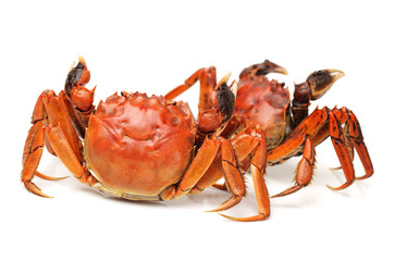 crab on white